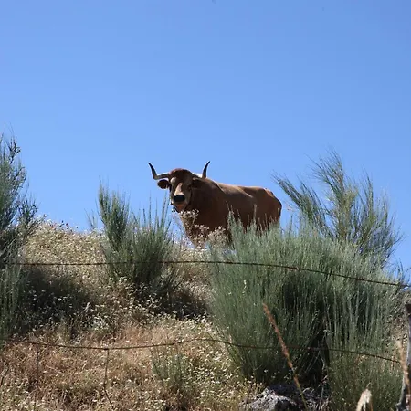 Semesterbostad Casa Da Eira - Peixeninho
