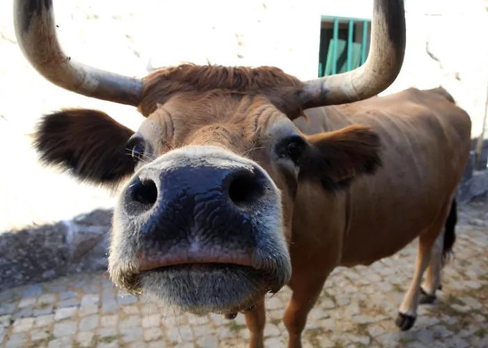 Semesterbostad Casa Da Eira - Peixeninho *