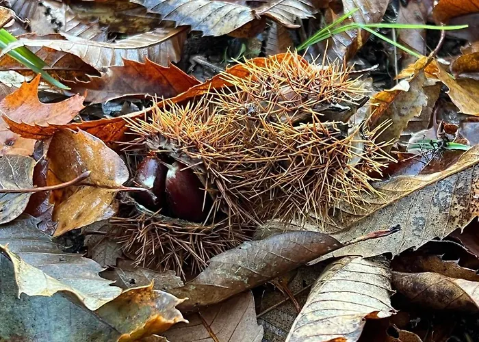 Semesterbostad Casa Da Eira - Peixeninho Peixeninho