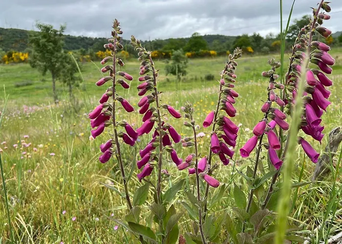 Semesterbostad Casa Da Eira - Peixeninho *