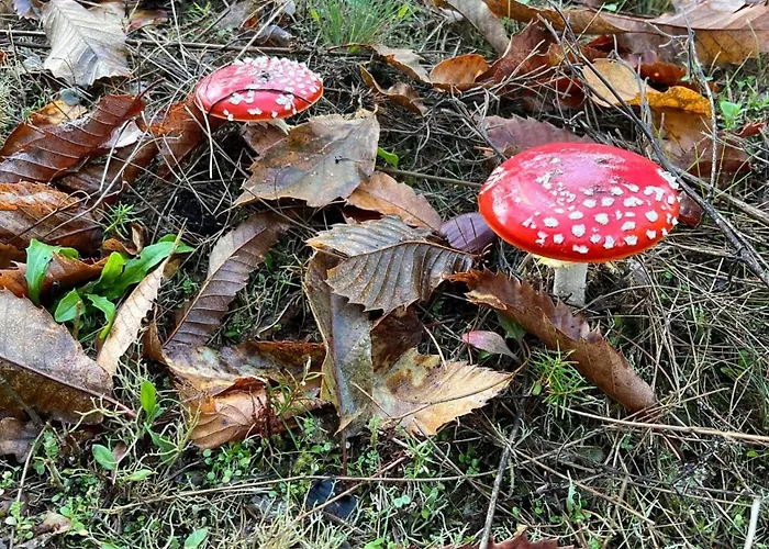 Casa Da Eira - Peixeninho *