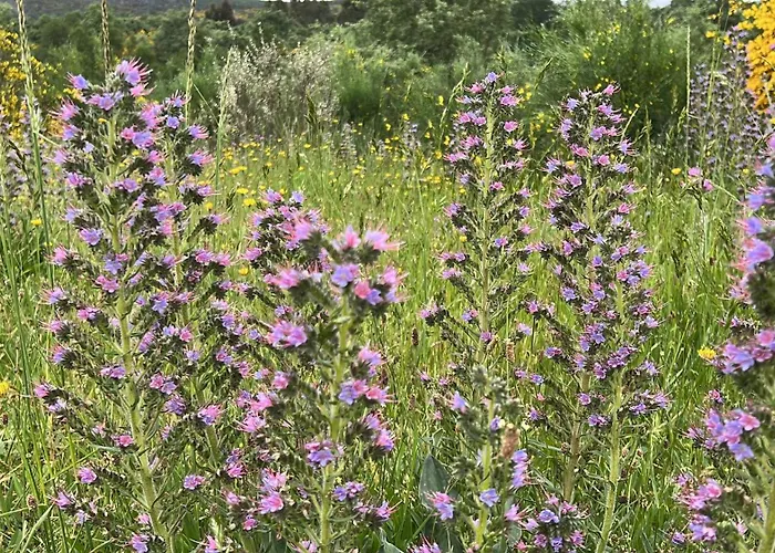 Casa Da Eira - Peixeninho Semesterbostad *